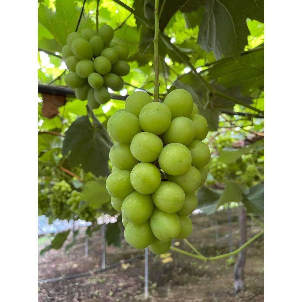 【ふるさと納税】シャインマスカット　3～4房　約2.5kg | フルーツ 果物 くだもの 食品 人気 おすすめ 送料無料 サムネイル2