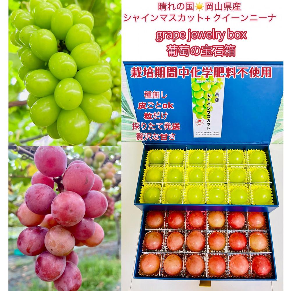 ぶどう 2026年 シャインマスカット クイーンニーナ 大粒のみ 36粒 JEWELBOX ギフト 贈り物 岡山 国産 果物 フルーツ シャイン マスカット | フルーツ 果物 くだもの 食品 人気 おすすめ