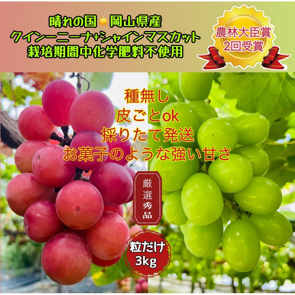 ぶどう2026年 クイーンニーナ シャインマスカット 厳選 秀品 粒だけ 約3kg 農林大臣賞受賞 岡山 国産 果物 フルーツ シャイン マスカット 2026年8月上旬から発送 | フルーツ 果物 くだもの 食品