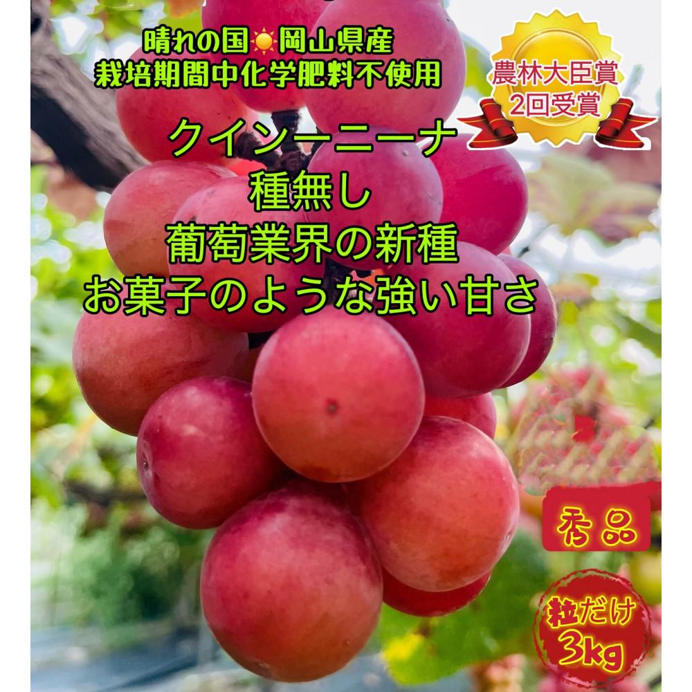 ぶどう2026年 クイーンニーナ 秀品 粒だけ 約3kg 岡山 国産 果物 フルーツ 2026年8月上旬から発送 | フルーツ 果物 くだもの 食品 人気 おすすめ 送料無料
