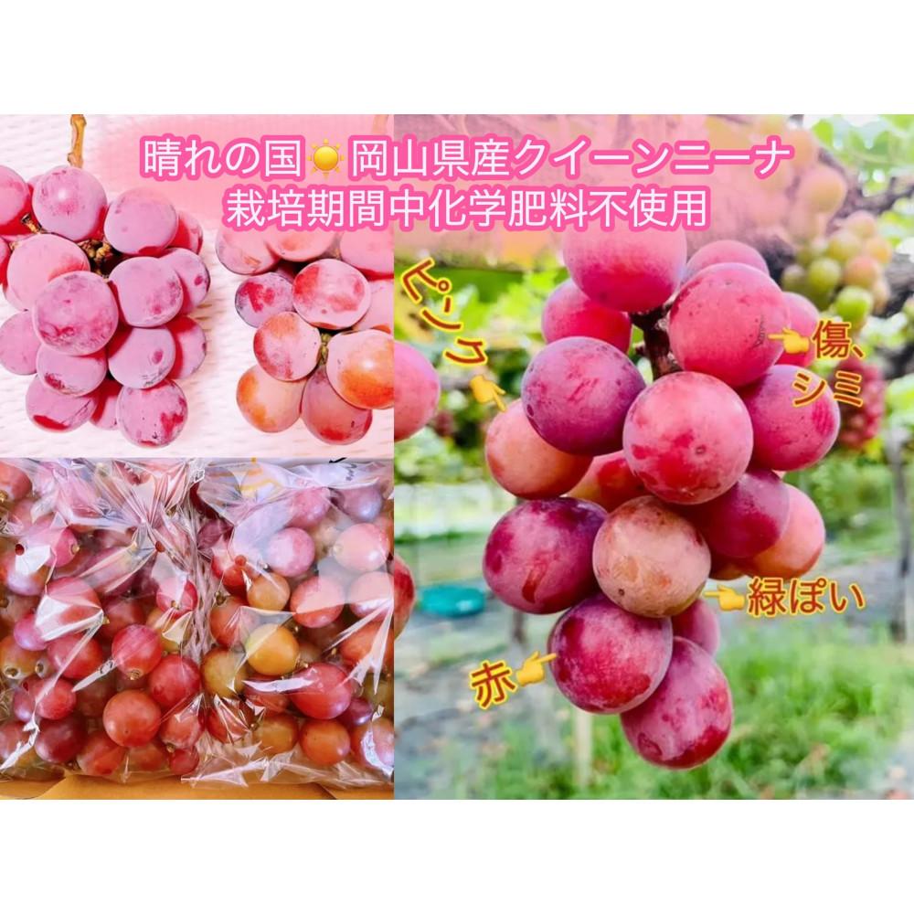 【ふるさと納税】ぶどう2026年 クイーンニーナ 秀品 粒だけ 約3kg 岡山 国産 果物 フルーツ 2026年8月上旬から発送 | フルーツ 果物 くだもの 食品 人気 おすすめ 送料無料 サムネイル3