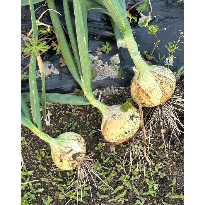 【ふるさと納税】甘すぎ新鮮岡山産 みずみずしい【白玉ねぎ+赤玉ねぎ】3kgセット家庭用 減化学肥料 タマネギ 生食 健康 野菜 食品 食べ比べ 培期間中農薬・除草剤不使用 自然の力 訳あり(サイズ混合) | 野菜 やさい 食品 人気 おすすめ 送料無料 - 画像2