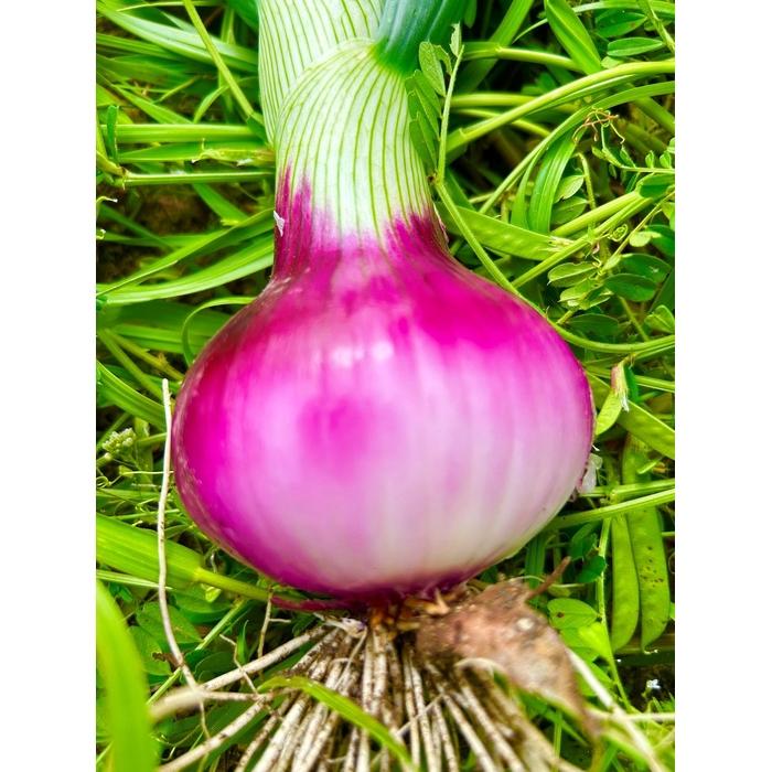 【ふるさと納税】甘すぎ新鮮岡山市産 赤紫玉ねぎ3kg 減化学肥料 家庭用 タマネギ 生食 健康 野菜 食品 栽培期間中農薬・除草剤不使用自然の力健康野菜 訳あり(サイズ混合) | 野菜 やさい 食品 人気 おすすめ 送料無料 - 画像2