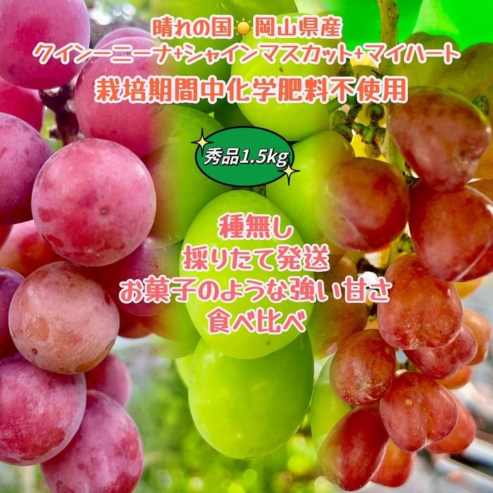 ぶどう2026年 クイーンニーナ シャインマスカット マイハート 秀品 粒だけ 約1.5kg 農林大臣賞受賞 岡山 国産 果物 フルーツ 食べ比べ 2026年8月中旬から発送 | フルーツ 果物 くだもの 食品 人気