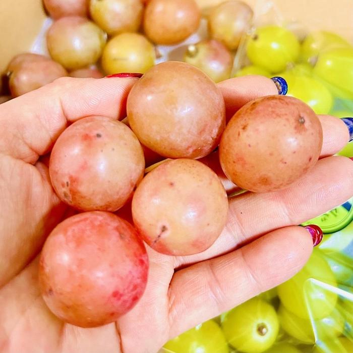 【ふるさと納税】ぶどう2026年 クイーンニーナ シャインマスカット マイハート 秀品 粒だけ 約1.5kg 農林大臣賞受賞 岡山 国産 果物 フルーツ 食べ比べ 2026年8月中旬から発送 | フルーツ 果物 くだもの 食品 人気 サムネイル2