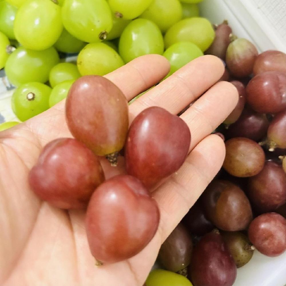【ふるさと納税】ぶどう 2026年 マイハート 秀品 粒だけ 約2kg 岡山 国産 果物 フルーツ 2026年8月中旬から発送 | フルーツ 果物 くだもの 食品 人気 おすすめ 送料無料 サムネイル3