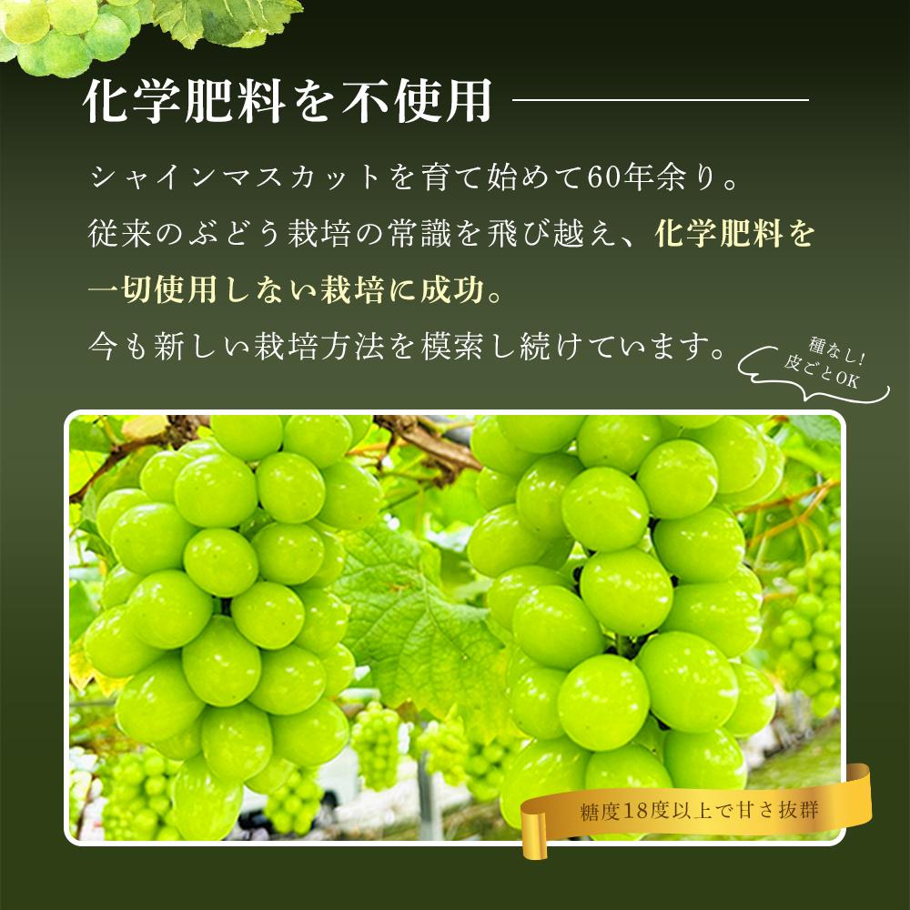 【ふるさと納税】ぶどう 2025年 シャインマスカット 秀品 約1kg 合計2房 農林大臣賞受賞 岡山 国産 果物 フルーツ シャイン マスカット 2025年6月下旬から発送 | フルーツ 果物 くだもの 食品 人気 おすすめ サムネイル2
