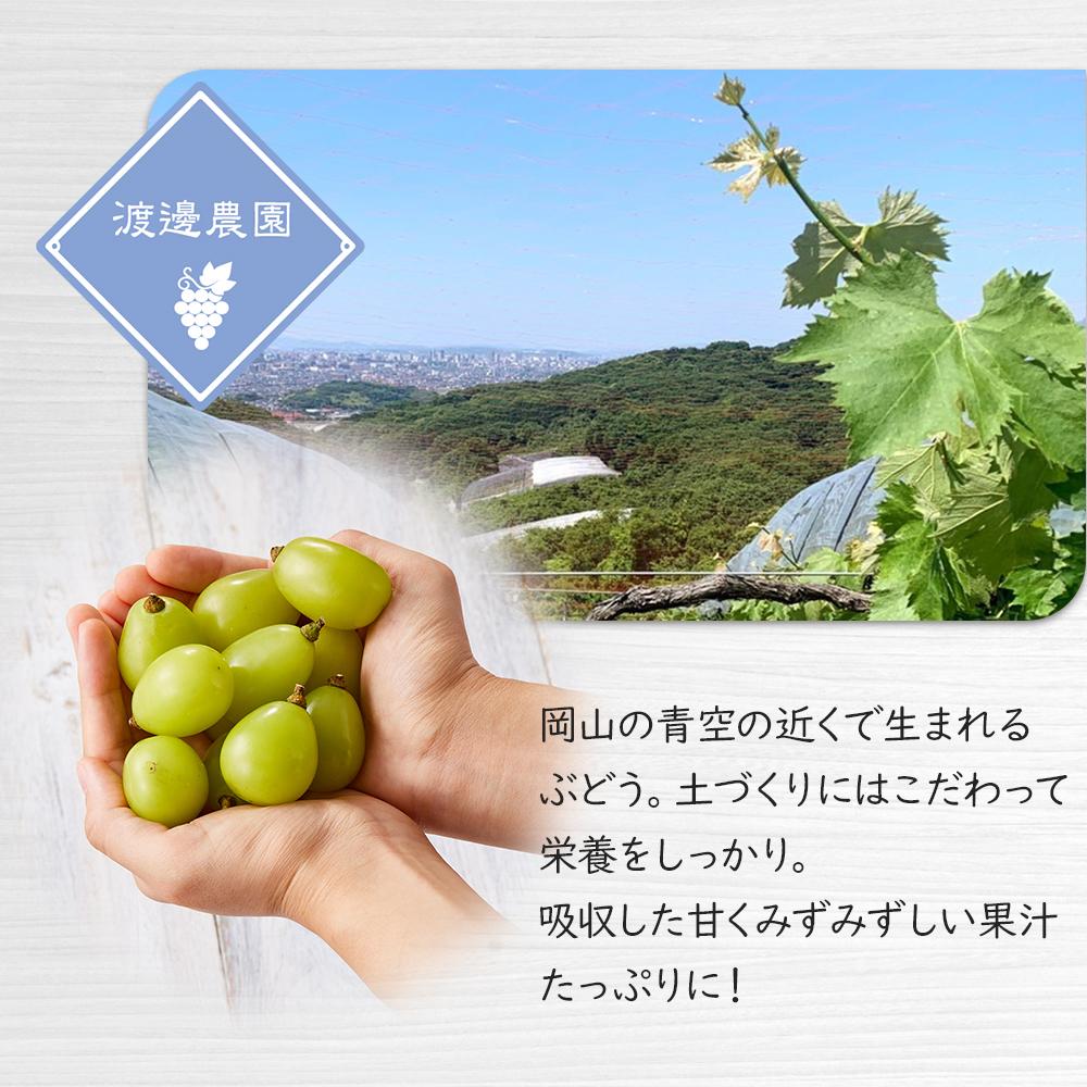 【ふるさと納税】ぶどう 2026年 シャイン マスカット 3～5房 合計約2kg 種無し ブドウ 葡萄 岡山市産 国産 フルーツ 果物 渡邊農園 | フルーツ 果物 くだもの 食品 人気 おすすめ 送料無料 サムネイル2