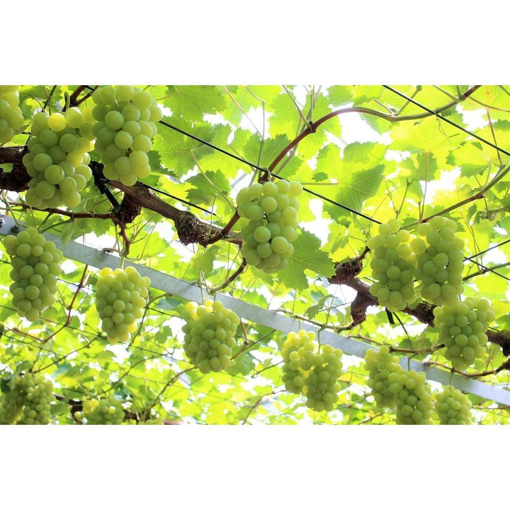 【ふるさと納税】2026年 岡山県産 マスカット・オブ・アレキサンドリア 2房 約1.2kg くぼ農園 | マスカットオブアレキサンドリア 岡山 マスカット 岡山県 ぶどう 葡萄 数量 限定 数量限定 果物 フルーツ 美味しい 新鮮 お取り寄せ 旬 送料無料 2025年 ご家庭用 サムネイル3