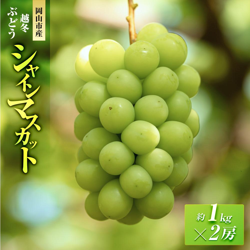 五果苑 越冬ぶどう シャインマスカット 2房（1房約1.0kg） | フルーツ 果物 くだもの 食品 人気 おすすめ 送料無料