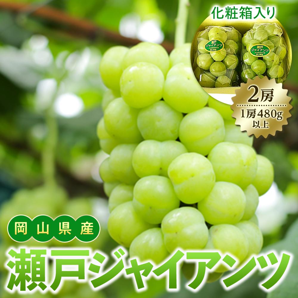 ぶどう 2026年 岡山県産 瀬戸ジャイアンツ2房(1房480g以上) 化粧箱入り | フルーツ 果物 くだもの 食品 人気 おすすめ 送料無料
