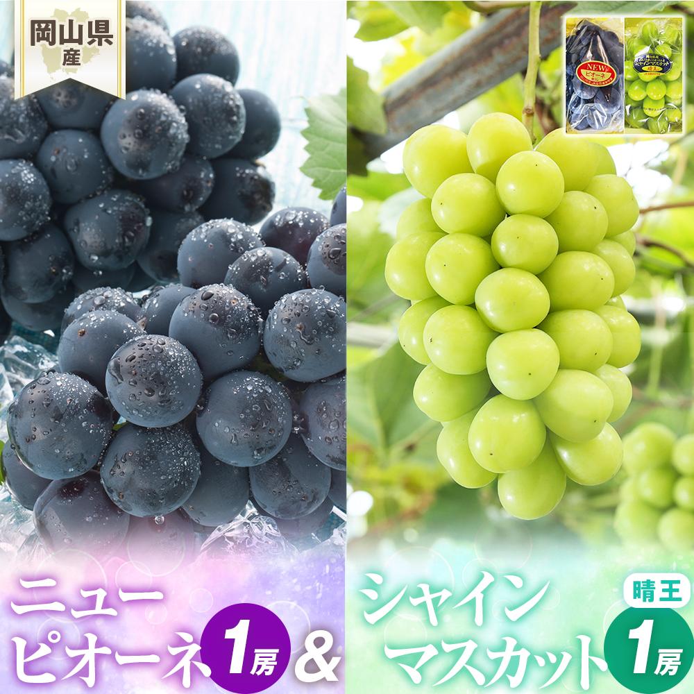 ぶどう 2026年 岡山県産 詰合/ニューピオーネ1房(480g以上)・シャインマスカット『晴王』1房(480g以上) 化粧箱入り | フルーツ 果物 くだもの 食品 人気 おすすめ 送料無料
