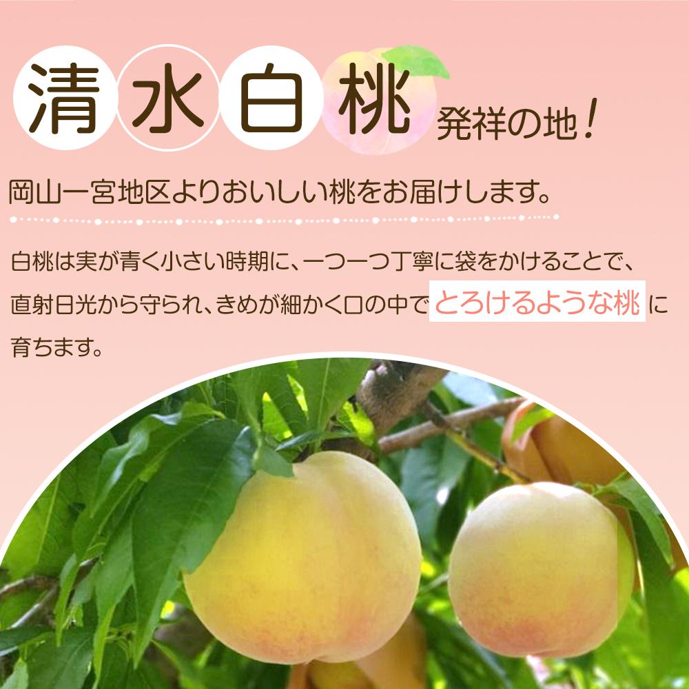 【ふるさと納税】岡山市産 白桃 ご家庭用 約1.5kg 5~6玉 ＜2026年7月上旬～8月下旬頃出荷＞ | 果物 くだもの フルーツ 先行受付 白桃 桃 モモ momo 岡山県 岡山 お取り寄せ 人気 おすすめ サムネイル2