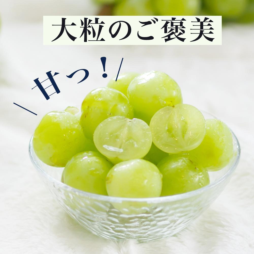 【ふるさと納税】ぶどう 2026年 桃太郎 ぶどう 1房（700g以上）化粧箱入り ブドウ 葡萄 岡山県産 国産 フルーツ 果物 ギフト | フルーツ 果物 くだもの 食品 人気 おすすめ 送料無料 サムネイル2