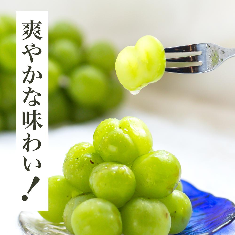 【ふるさと納税】ぶどう 2026年 瀬戸 ジャイアンツ 2房（1房480g以上）約1kg 化粧箱入り ブドウ 葡萄 岡山県産 国産 フルーツ 果物 ギフト | フルーツ 果物 くだもの 食品 人気 おすすめ 送料無料 サムネイル2