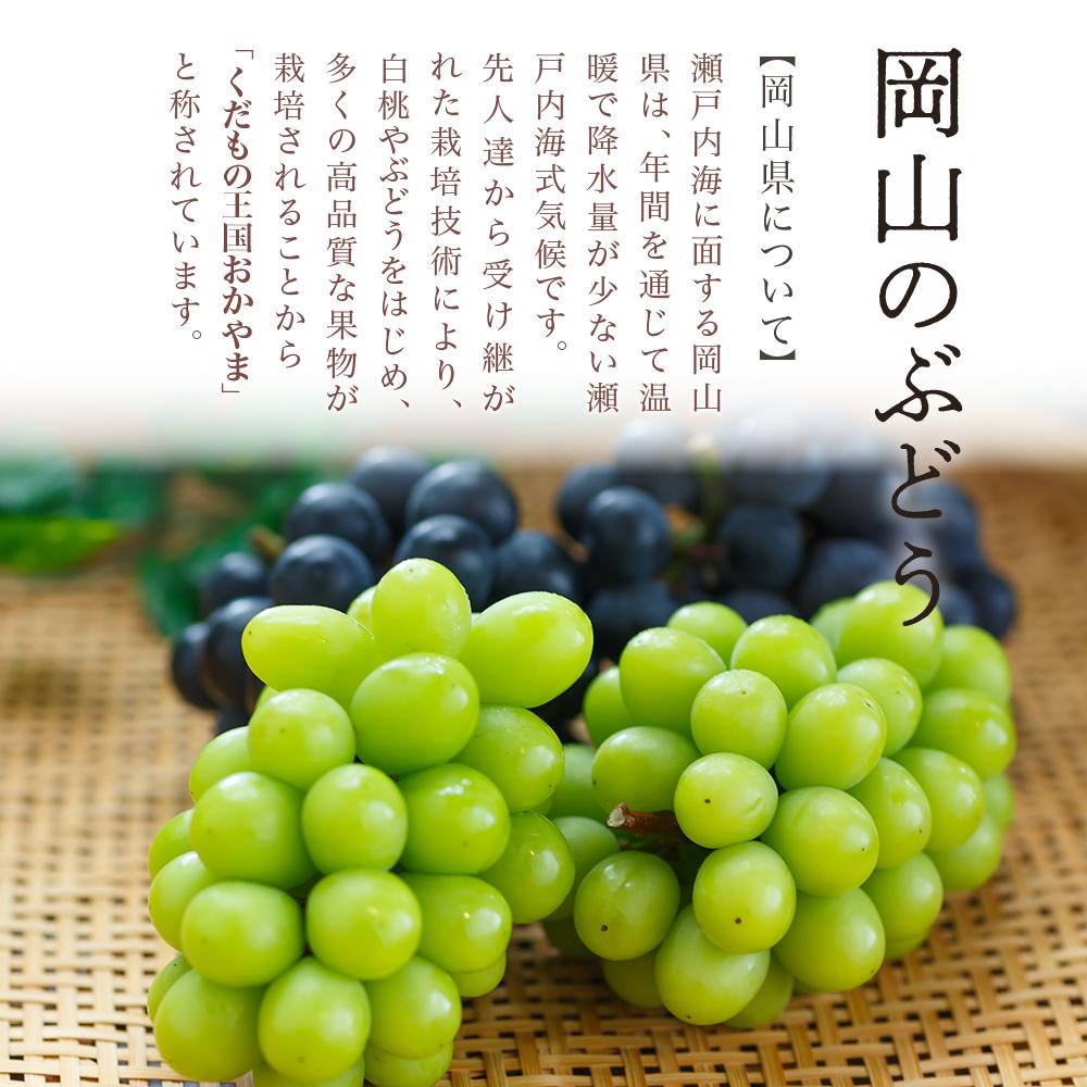 【ふるさと納税】ぶどう 2026年 桃太郎 ぶどう 1房（700g以上）化粧箱入り ブドウ 葡萄 岡山県産 国産 フルーツ 果物 ギフト | フルーツ 果物 くだもの 食品 人気 おすすめ 送料無料 サムネイル3