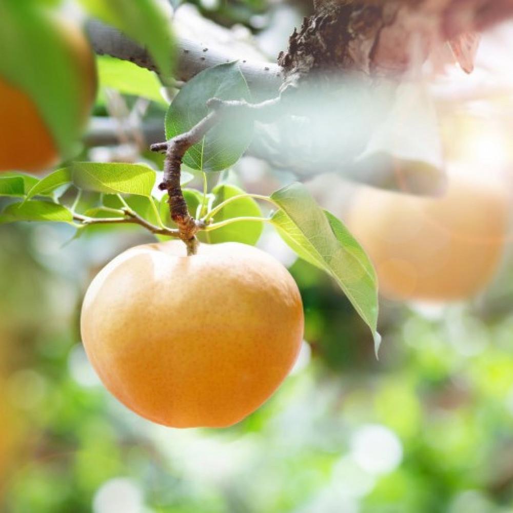 梨 2025年 あたご梨 4～9玉 合計約4kg 化粧箱 ナシ なし 岡山県産 国産 フルーツ 果物 ギフト 石原果樹園 | フルーツ 果物 くだもの 食品 人気 おすすめ 送料無料