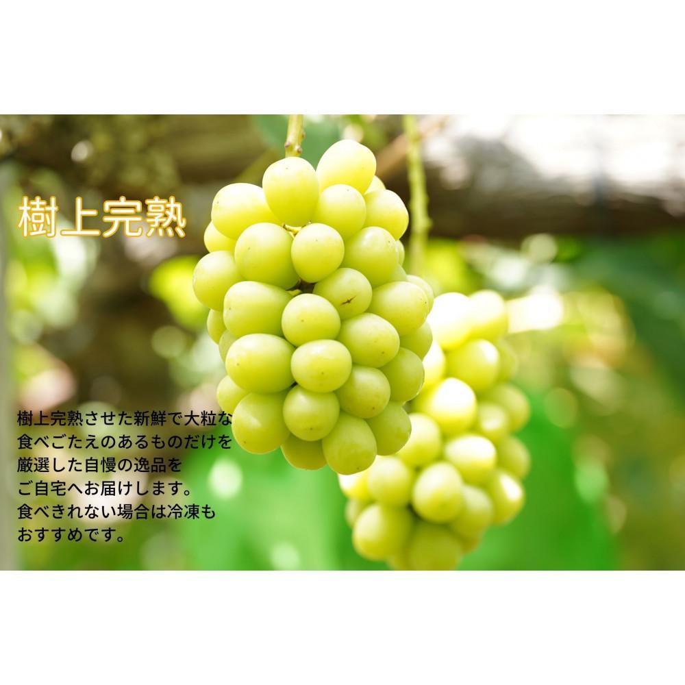 【ふるさと納税】厳選 シャインマスカット・ニューピオーネ 2～3房 合計1.5kg以上 詰合せ 産地直送 朝採れ ぶどう 葡萄 Kawahara Green Farm 岡山県産 2026年 | 果物 フルーツ 岡山のブドウ デザート 食べ物 国産 日本産 サムネイル2