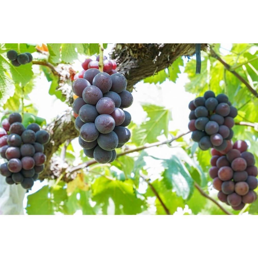 【ふるさと納税】厳選 シャインマスカット・ニューピオーネ 2～3房 合計1.5kg以上 詰合せ 産地直送 朝採れ ぶどう 葡萄 Kawahara Green Farm 岡山県産 2026年 | 果物 フルーツ 岡山のブドウ デザート 食べ物 国産 日本産 サムネイル3