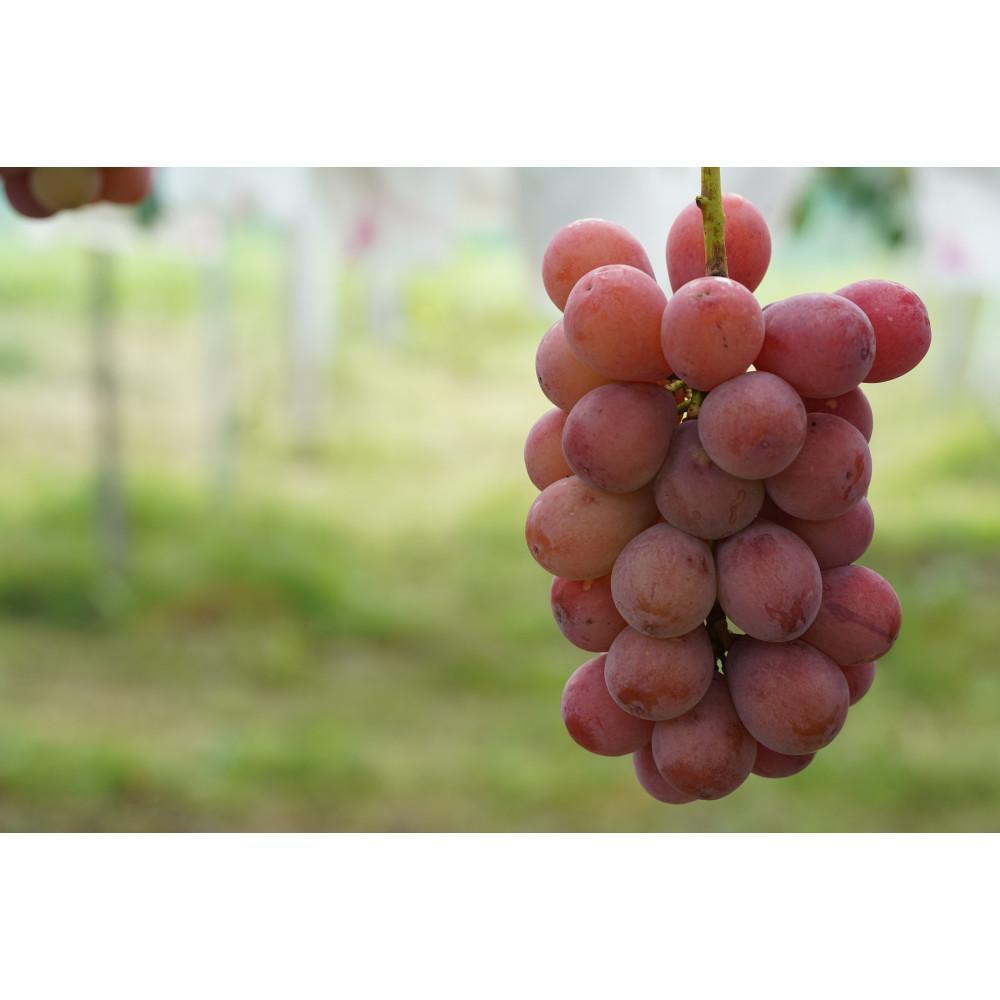 【ふるさと納税】厳選 クイーンニーナ 1.0kg以上 2房 産地直送 朝採れ ぶどう 葡萄 KAWAHARA Green Farm 岡山県産 2026年 | 果物 フルーツ 岡山のブドウ デザート 食べ物 国産 日本産 サムネイル2