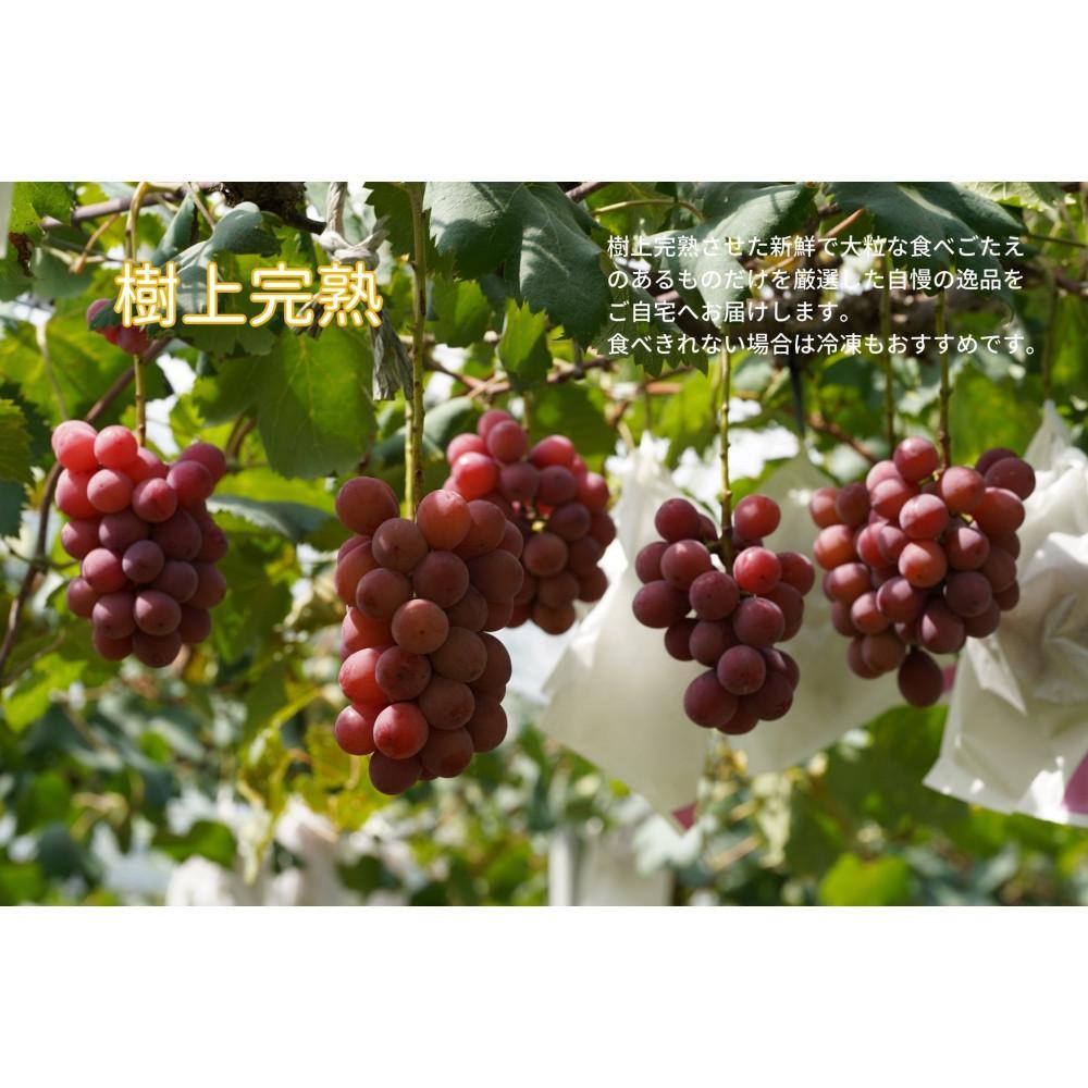 【ふるさと納税】厳選 クイーンニーナ 1.0kg以上 2房 産地直送 朝採れ ぶどう 葡萄 KAWAHARA Green Farm 岡山県産 2026年 | 果物 フルーツ 岡山のブドウ デザート 食べ物 国産 日本産 サムネイル3