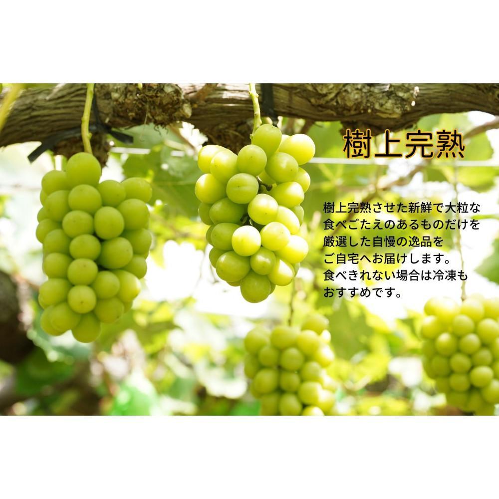 【ふるさと納税】厳選 シャインマスカット・瀬戸ジャイアンツ 2～3房 合計1.7kg以上 詰合せ 産地直送 朝採れ ぶどう 葡萄 Kawahara Green Farm 岡山県産 2026年 | 果物 フルーツ 岡山のブドウ デザート 食べ物 国産 日本産 サムネイル2