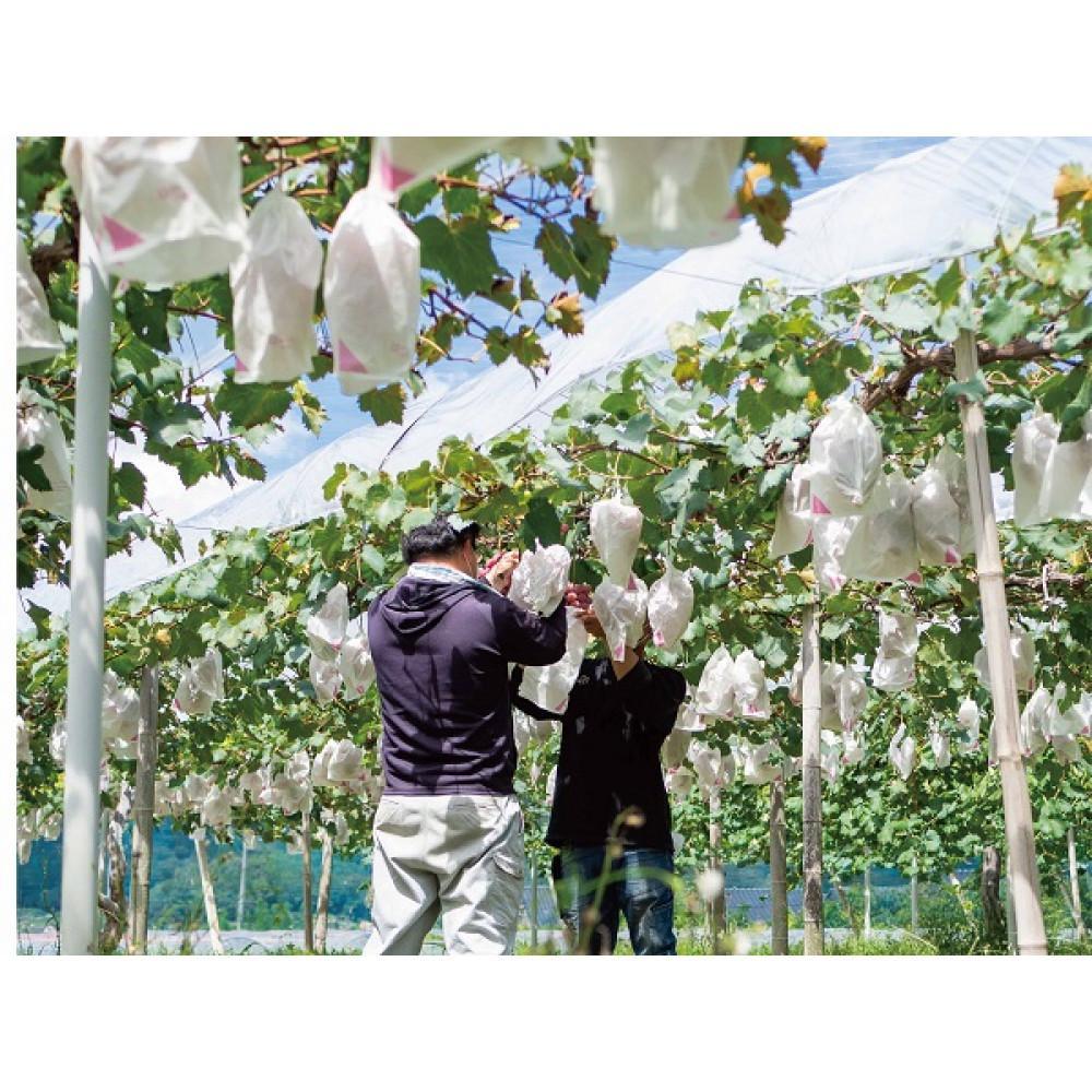 【ふるさと納税】厳選 シャインマスカット・瀬戸ジャイアンツ 2～3房 合計1.7kg以上 詰合せ 産地直送 朝採れ ぶどう 葡萄 Kawahara Green Farm 岡山県産 2026年 | 果物 フルーツ 岡山のブドウ デザート 食べ物 国産 日本産 サムネイル3