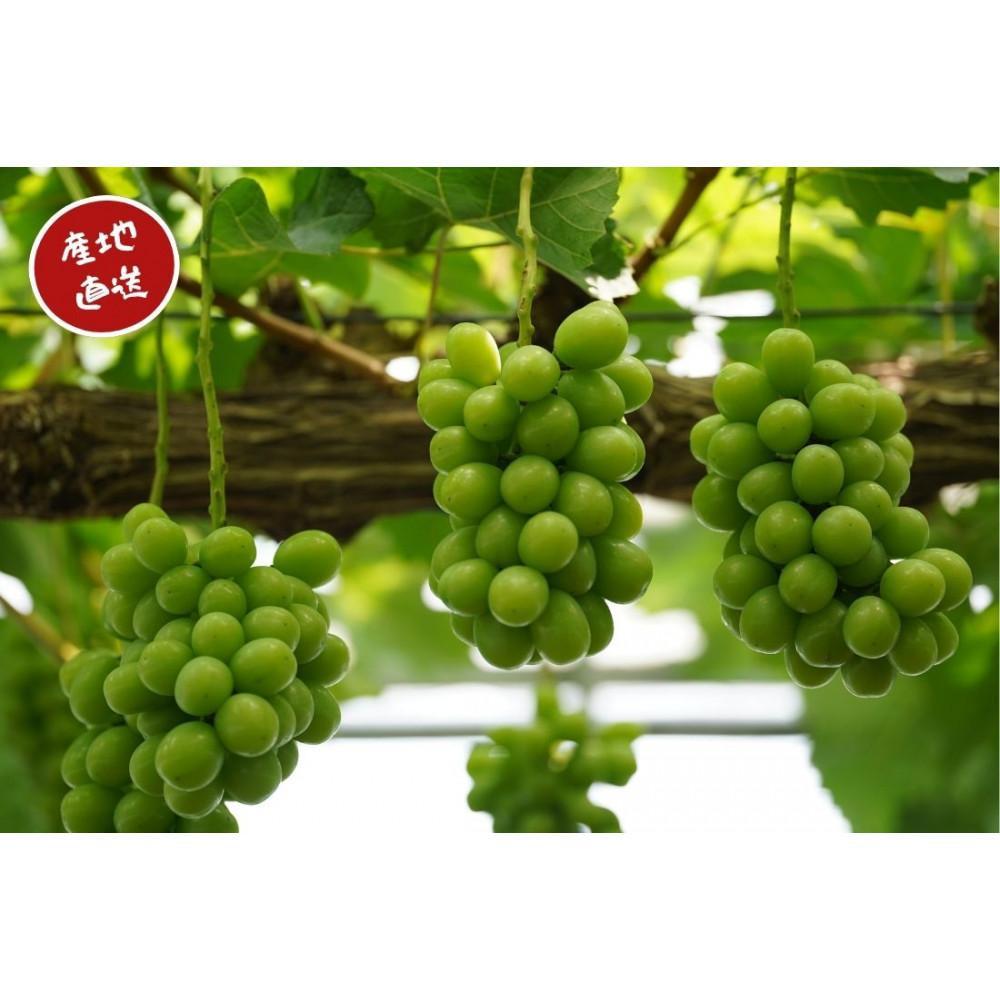 【ふるさと納税】家庭用 シャインマスカット 2～3房 合計1.6kg以上 産地直送 朝採れ ぶどう 葡萄 シャイン マスカット 岡山 Kawahara Green Farm　岡山県産 2026年 | 果物 フルーツ 訳あり 岡山のブドウ デザート 食べ物 国産 日本産 サムネイル2