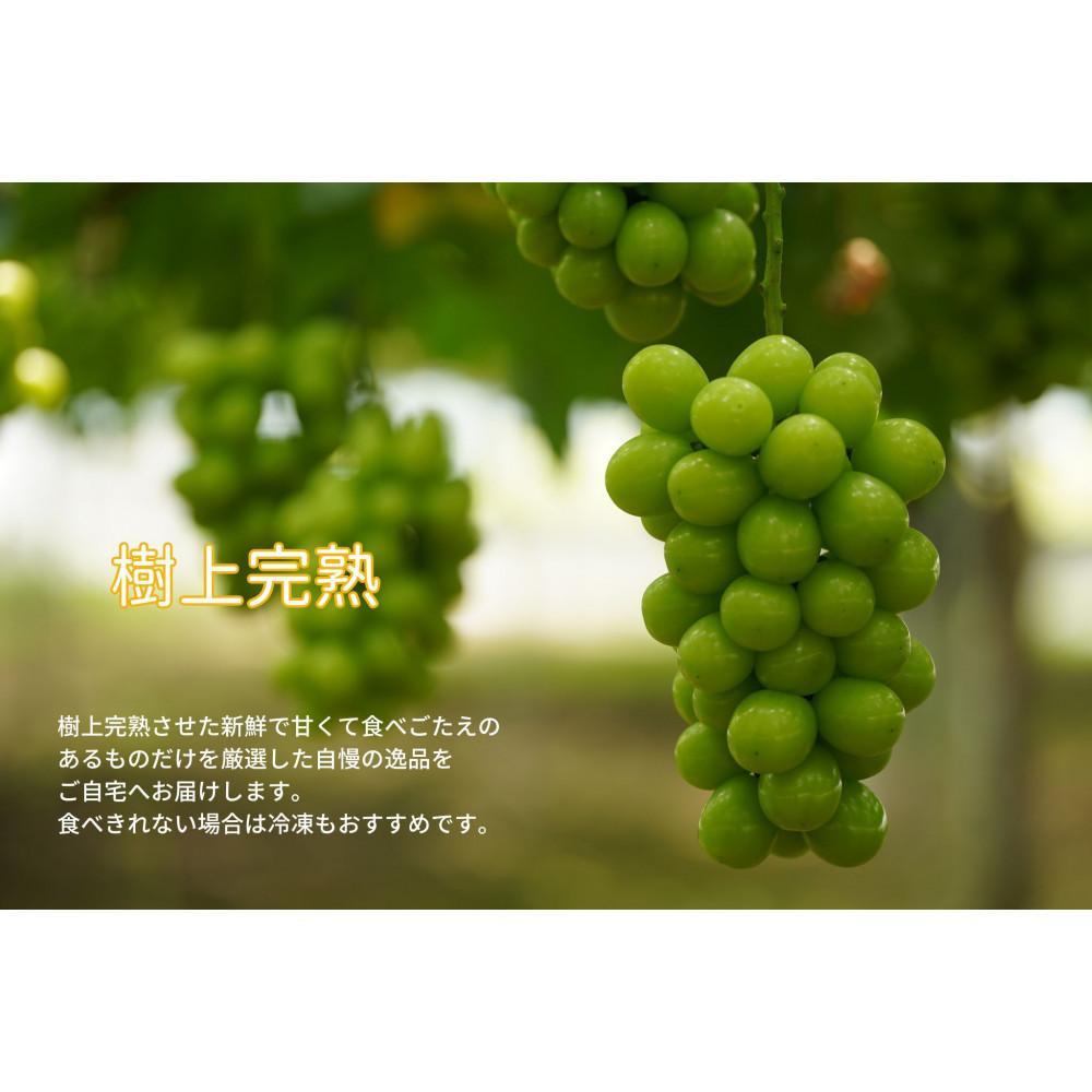 【ふるさと納税】家庭用 シャインマスカット 2～3房 合計1.6kg以上 産地直送 朝採れ ぶどう 葡萄 シャイン マスカット 岡山 Kawahara Green Farm　岡山県産 2026年 | 果物 フルーツ 訳あり 岡山のブドウ デザート 食べ物 国産 日本産 サムネイル3