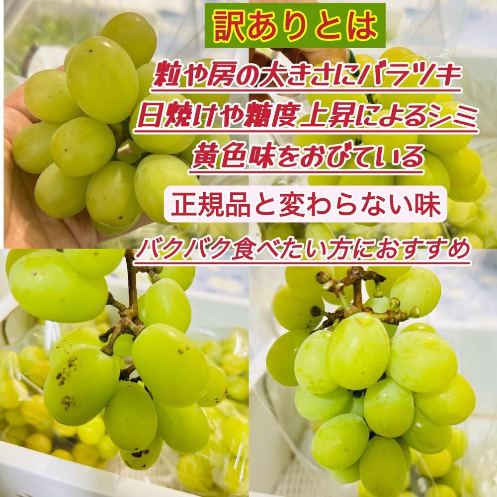 【ふるさと納税】ぶどう 2026年 シャインマスカット 家庭用 約5kg | フルーツ 果物 くだもの シャインマスカット マスカット 訳あり 岡山県産 岡山 2026年7月中旬から発送 サムネイル2