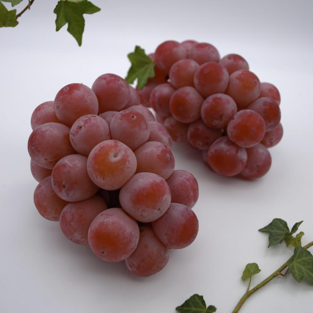 【ふるさと納税】ぶどう 2026年　ご家庭用　岡山県産クインニーナ1.2kg（2～3房） | ぶどう フルーツ 果物 くだもの 食品 サムネイル2