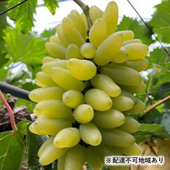 ぶどう 2026年 ゴールド フィンガー 1～3房（約0.8kg） ブドウ 葡萄 岡山市産 国産 フルーツ 果物 ギフトタンポポ農園 | フルーツ 果物 くだもの 食品 人気 おすすめ 送料無料