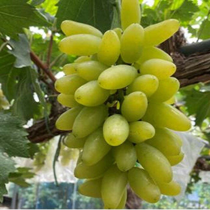 【ふるさと納税】ぶどう 2026年 ゴールド フィンガー 1～3房（約0.8kg） ブドウ 葡萄 岡山市産 国産 フルーツ 果物 ギフトタンポポ農園 | フルーツ 果物 くだもの 食品 人気 おすすめ 送料無料 サムネイル2