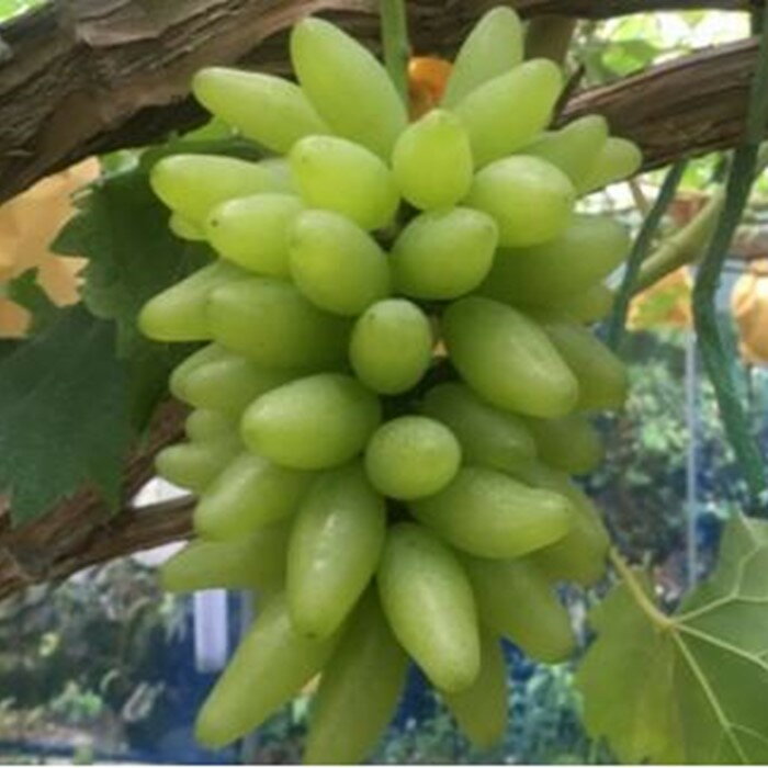 【ふるさと納税】ぶどう 2026年 ゴールド フィンガー 1～3房（約0.8kg） ブドウ 葡萄 岡山市産 国産 フルーツ 果物 ギフトタンポポ農園 | フルーツ 果物 くだもの 食品 人気 おすすめ 送料無料 サムネイル3