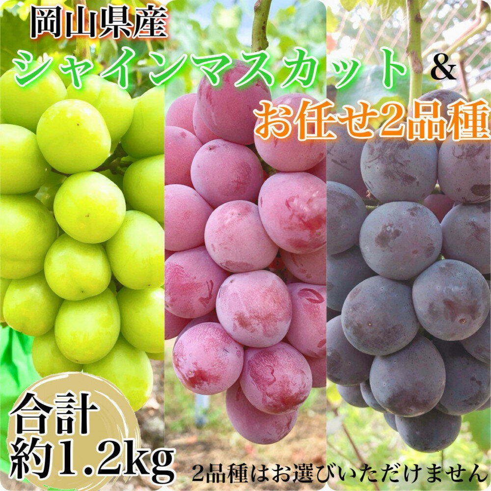 ぶどう 2026年 農家こだわりのシャインマスカット＆お任せ2品種 3房合計約1.2kg ブドウ 葡萄 岡山県産 国産 フルーツ 果物 ギフト 【 Nini farm 農家 直送 】 | フルーツ 果物 くだもの 食品　人気　おすすめ　送料無料