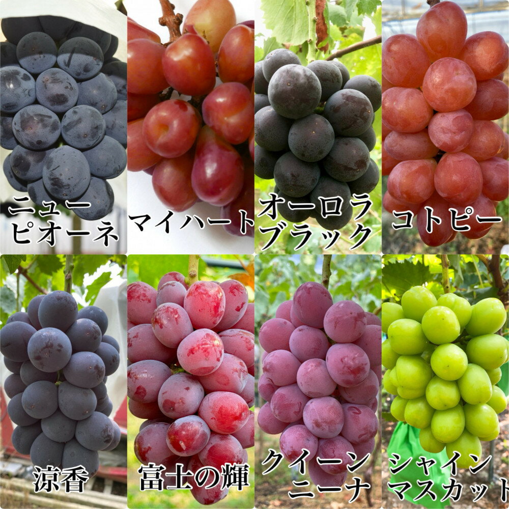 【ふるさと納税】ぶどう 2026年 農家こだわりのシャインマスカット＆お任せ2品種 3房合計約1.2kg ブドウ 葡萄 岡山県産 国産 フルーツ 果物 ギフト 【 Nini farm 農家 直送 】 | フルーツ 果物 くだもの 食品　人気　おすすめ　送料無料 サムネイル2