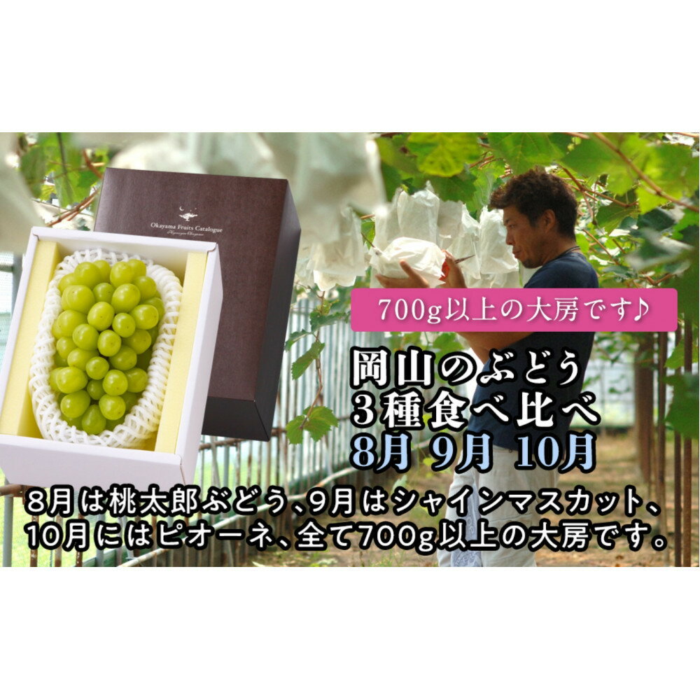 【定期便】岡山のぶどう　3種食べ比べ（8月・9月・10月）【2026年度発送】 | フルーツ 果物 くだもの 食品 人気 おすすめ 送料無料