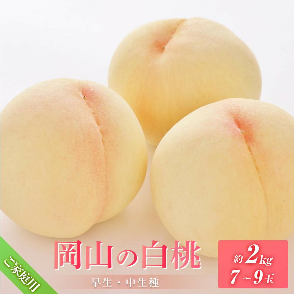 桃 2026年 8月発送 ご家庭用 岡山の 白桃（早生、中生種）約2.0kg 7～9玉 もも モモ フルーツ 果物 岡山市 一宮地区産 国産 赤木農園