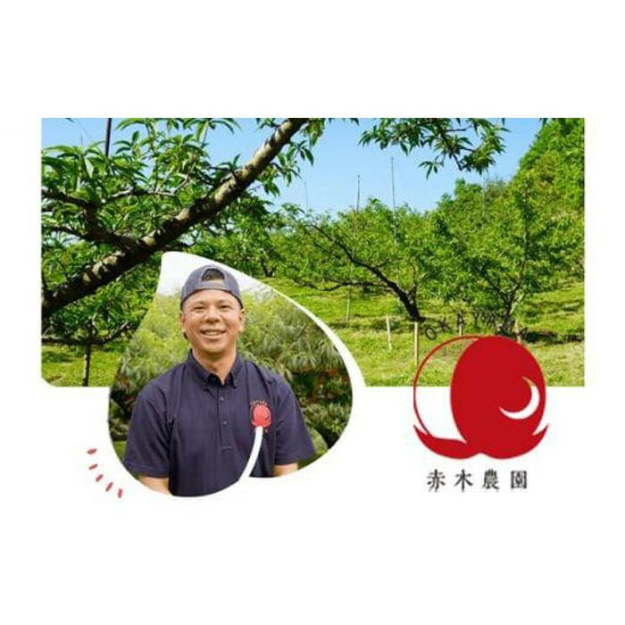 【ふるさと納税】桃 2026年 8月発送 ご家庭用 岡山の 白桃（早生、中生種）約2.0kg 7～9玉 もも モモ フルーツ 果物 岡山市 一宮地区産 国産 赤木農園 サムネイル3