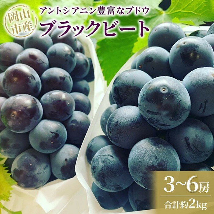 ぶどう 2026年 アントシアニン豊富な ブラックビート 3～6房 合計約2kg ブドウ 葡萄 岡山市産 国産 フルーツ 果物 渡邊農園 | フルーツ 果物 くだもの 食品 人気 おすすめ 送料無料