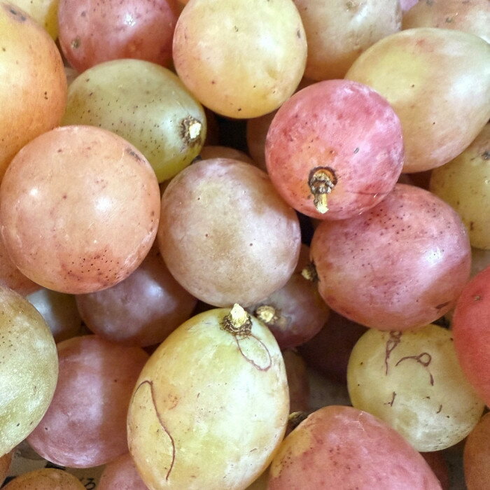 【ふるさと納税】ぶどう2026年 クイーンニーナ シャインマスカット 厳選 秀品 粒だけ 約3kg 農林大臣賞受賞 岡山 国産 果物 フルーツ シャイン マスカット 2026年8月上旬から発送 | フルーツ 果物 くだもの 食品 サムネイル2