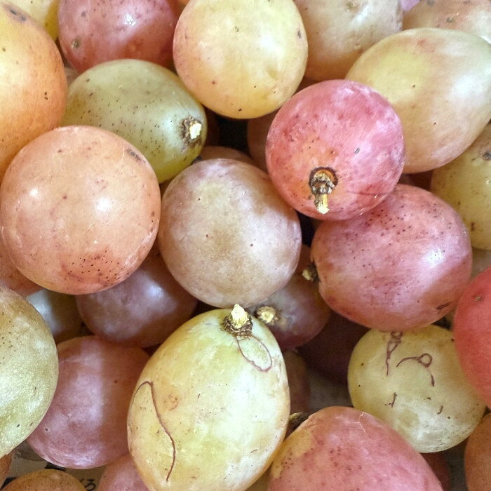 【ふるさと納税】ぶどう2026年 クイーンニーナ 厳選 秀品 粒だけ 約1kg 岡山 国産 果物 フルーツ 2026年8月上旬から発送 | フルーツ 果物 くだもの 食品 人気 おすすめ 送料無料 サムネイル2