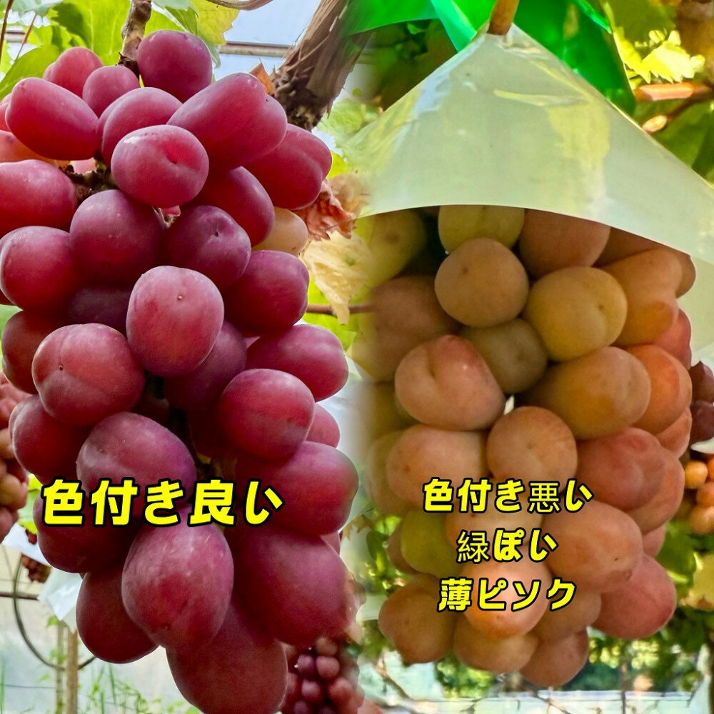 【ふるさと納税】ぶどう 2026年 マイハート 秀品 粒だけ 約2kg 岡山 国産 果物 フルーツ 2026年8月中旬から発送 | フルーツ 果物 くだもの 食品 人気 おすすめ 送料無料 サムネイル2