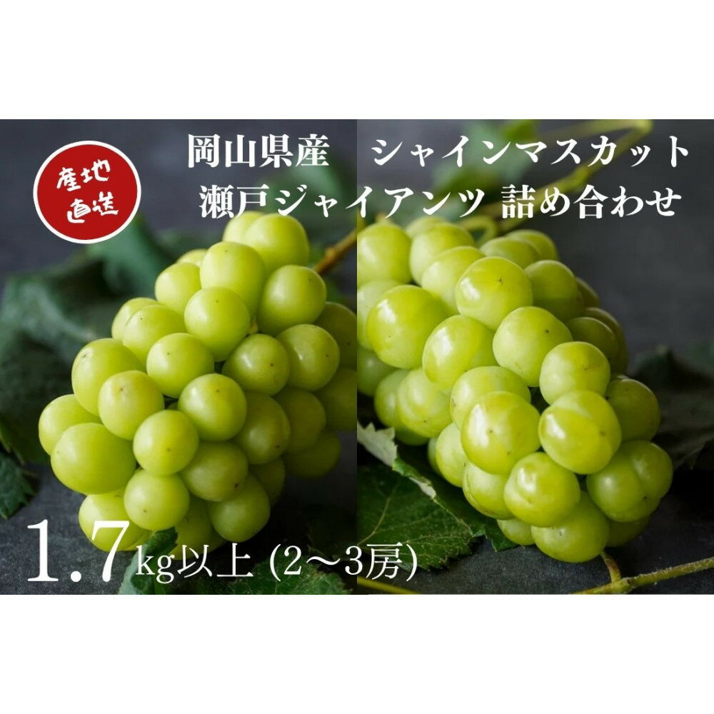 厳選 シャインマスカット・瀬戸ジャイアンツ 2～3房 合計1.7kg以上 詰合せ 産地直送 朝採れ ぶどう 葡萄 Kawahara Green Farm 岡山県産 2026年 | 果物 フルーツ 岡山のブドウ デザート 食べ物 国産 日本産
