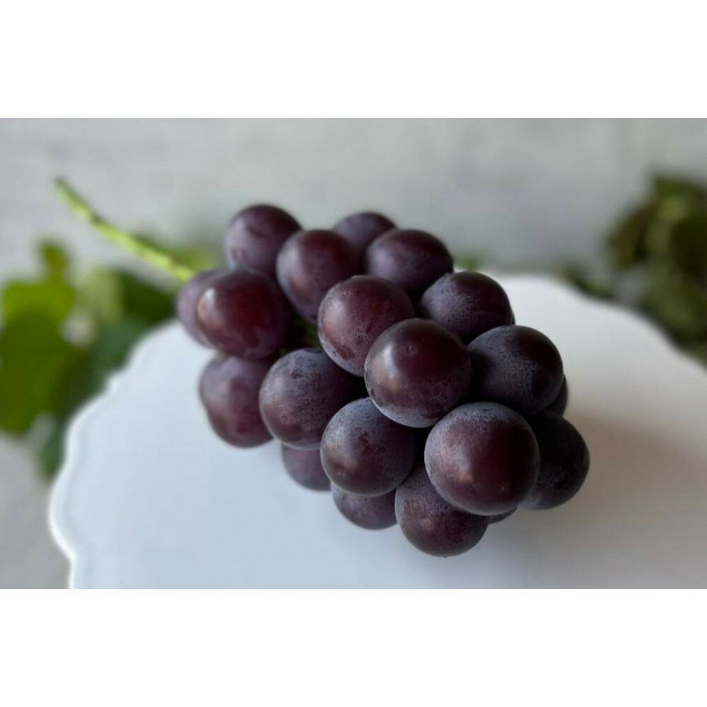 【ふるさと納税】厳選 藤稔 1.0kg以上 2房 朝採れ ぶどう 葡萄 Kawahara Green Farm　岡山県産　2026年 サムネイル2