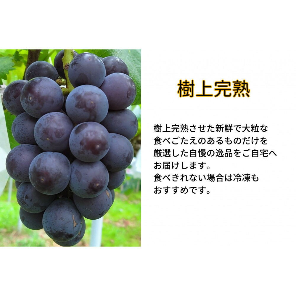 【ふるさと納税】厳選 藤稔 1.0kg以上 2房 朝採れ ぶどう 葡萄 Kawahara Green Farm　岡山県産　2026年 サムネイル3
