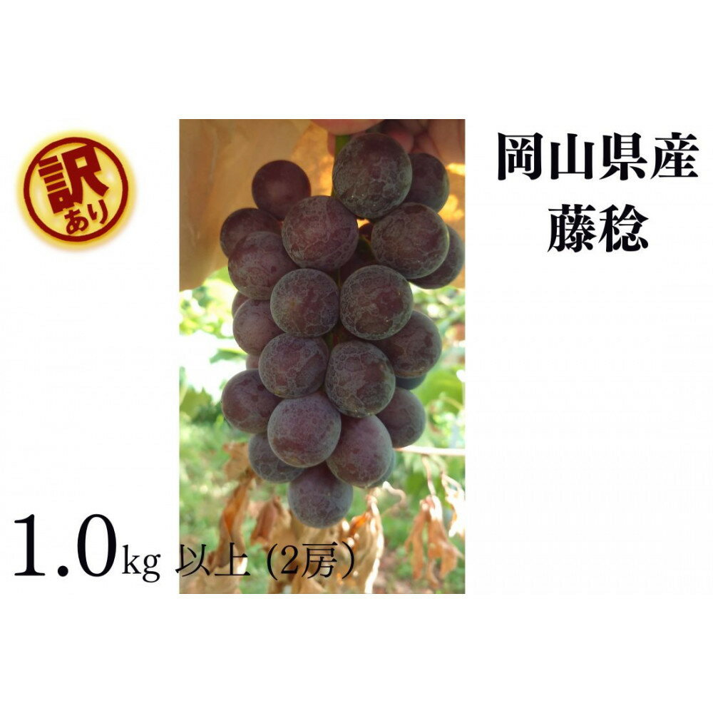 家庭用 藤稔　1.0kg以上 2房 朝採れ ぶどう 葡萄 Kawahara Green Farm　岡山県産　2026年