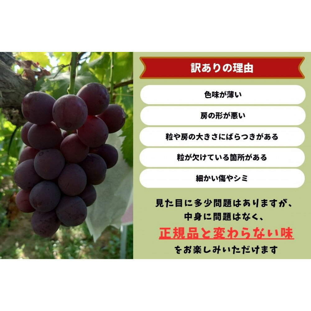 【ふるさと納税】家庭用 藤稔　1.0kg以上 2房 朝採れ ぶどう 葡萄 Kawahara Green Farm　岡山県産　2026年 サムネイル3