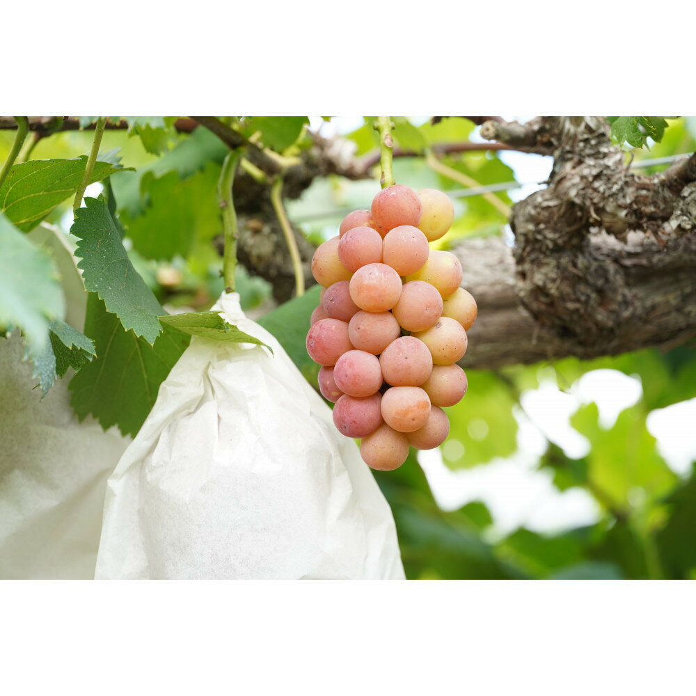 【ふるさと納税】厳選　悟紅玉 旧ゴルビー 1.0kg以上 2房 朝採れ ぶどう 葡萄 Kawahara Green Farm　岡山県産　2026年 サムネイル2