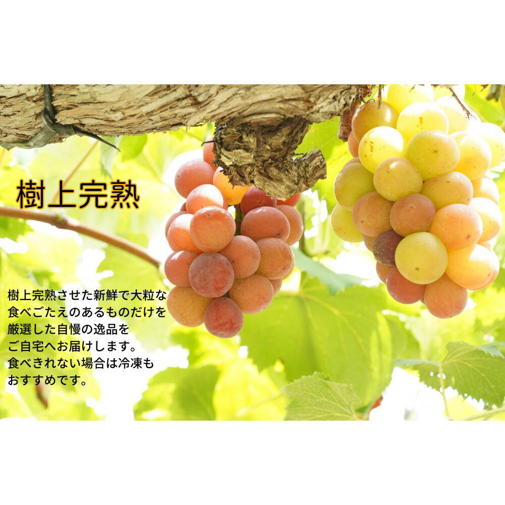 【ふるさと納税】厳選　悟紅玉 旧ゴルビー 1.0kg以上 2房 朝採れ ぶどう 葡萄 Kawahara Green Farm　岡山県産　2026年 サムネイル3